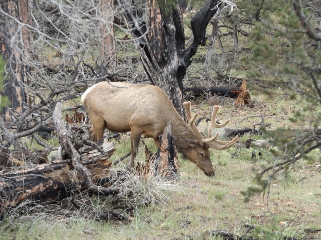 Bull Elk we saw while driving around at the Grand Canyon.