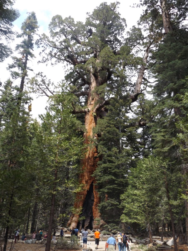 Giant Sequoia tree