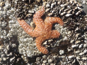 Starfish