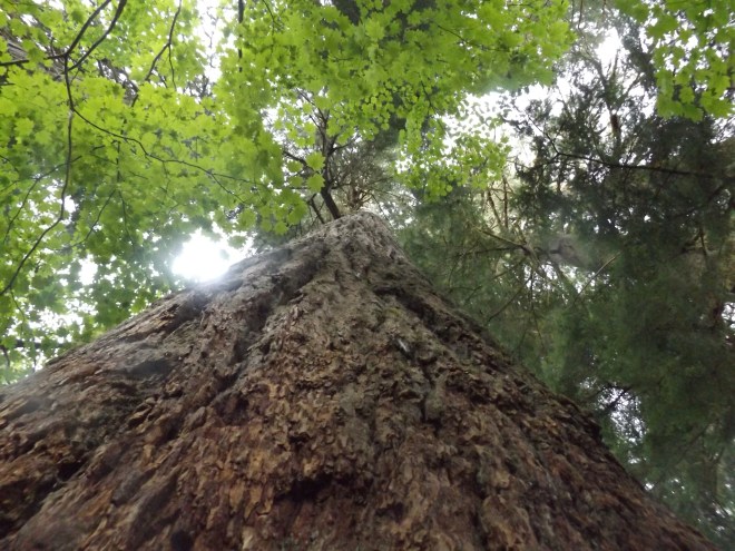 One of the large trees in the Grove of the Patriarchs.