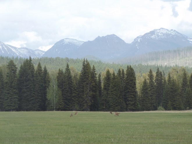 Deer grazing in a meadow.