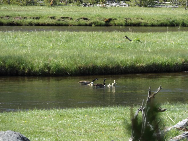 Geese and goslings