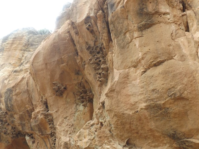 Who can guess what these are? Dad, you seem to be pretty good at this!