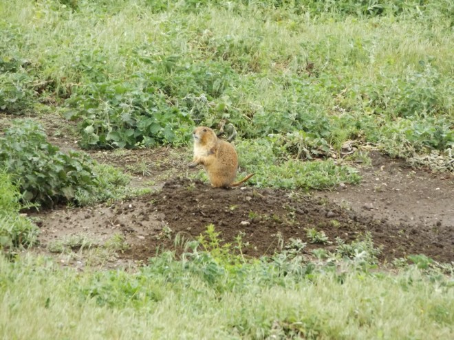 Prairie Dog - I had to work to get this good of a picture