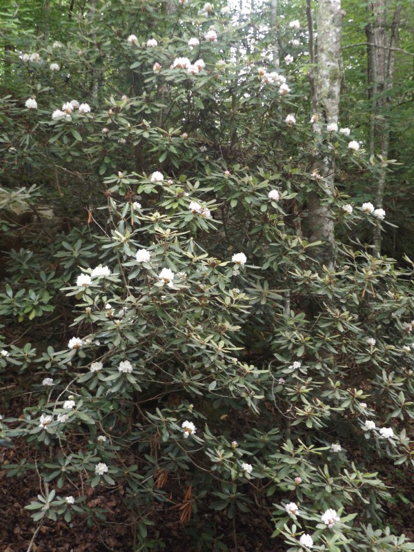 I'm finally seeing rhododendrons in bloom in the wild. 